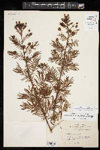 Desmanthus illinoensis image