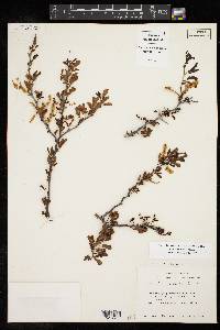 Vachellia rigidula image