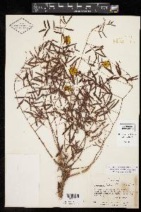 Neptunia lutea image