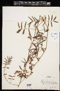 Neptunia lutea image