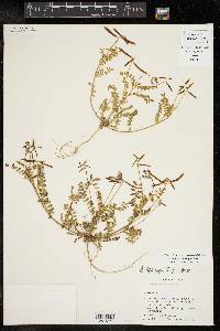 Astragalus leptocarpus image