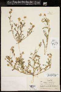 Astragalus brazoensis image