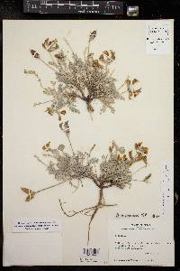 Astragalus missouriensis image