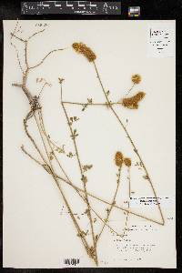 Dalea aurea image