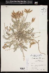 Astragalus missouriensis image