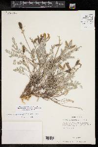 Astragalus missouriensis image