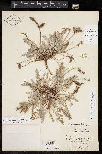 Astragalus missouriensis image