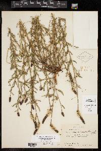 Dalea drummondiana image