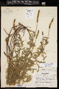Dalea drummondiana image