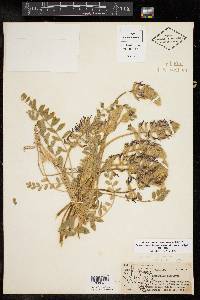 Astragalus mollissimus var. earlei image