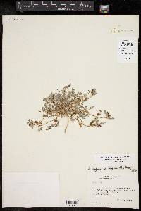 Astragalus emoryanus var. terlinguensis image