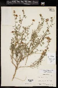 Dalea frutescens var. frutescens image