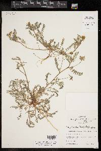 Astragalus pleianthus image