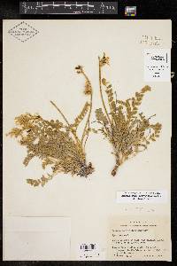 Astragalus mollissimus var. coryi image