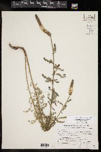 Dalea drummondiana image