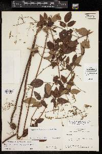 Desmodium laevigatum image