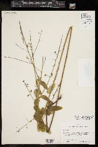 Desmodium laevigatum image