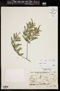 Eysenhardtia texana image