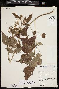 Desmodium cuspidatum image