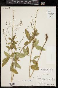 Desmodium obtusum image