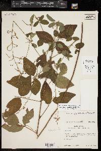 Desmodium laevigatum image