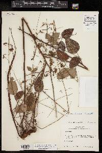 Desmodium laevigatum image