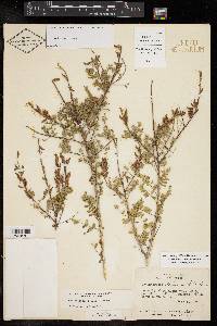 Eysenhardtia texana image