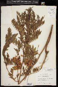 Glycyrrhiza lepidota image