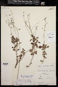 Desmodium marilandicum image