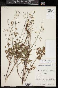 Desmodium marilandicum image