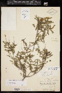 Eysenhardtia texana image