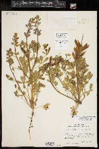 Lupinus subcarnosus image