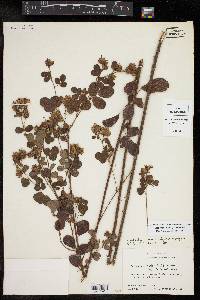 Lespedeza hirta image