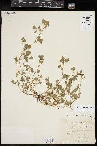 Medicago polymorpha image