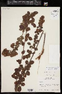 Lespedeza hirta image