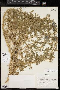 Lupinus texensis image