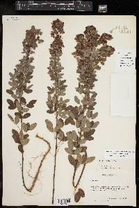 Lespedeza stuevei image