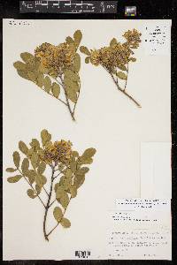 Dermatophyllum secundiflorum image