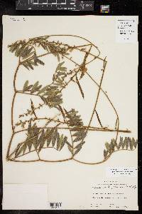 Tephrosia onobrychoides image