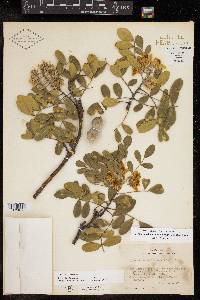 Dermatophyllum secundiflorum image