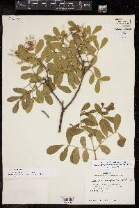 Dermatophyllum secundiflorum image