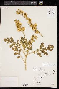 Solanum rostratum image