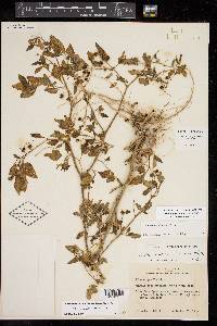 Solanum ptychanthum image