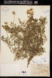 Solanum tenuipes var. tenuipes image