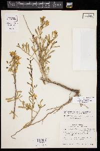 Lycium carolinianum var. quadrifidum image