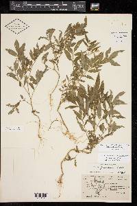 Solanum jamesii image