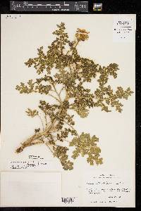 Solanum tenuipes var. latisectum image