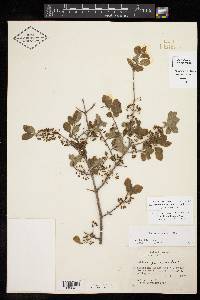 Forestiera pubescens var. pubescens image