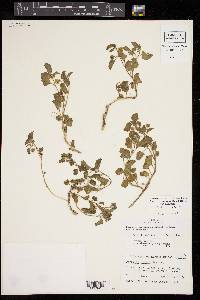 Physalis cinerascens var. cinerascens image