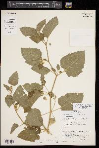 Physalis cinerascens image